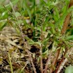 Taraxacum tortilobum Outro