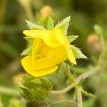 Potentilla inclinata Fula