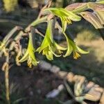 Puya mirabilis Flower