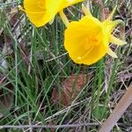 Narcissus bulbocodium Habit