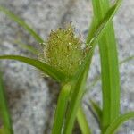 Kyllinga brevifolia Çiçek