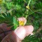 Chamaecrista nictitans Λουλούδι