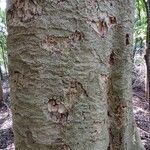 Albizia procera Bark