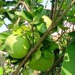 Citrus maxima Fruchs