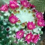 Mammillaria polythele Flower