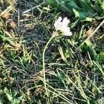 Nothoscordum gracile Habit