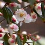 Camellia rosthorniana Flower