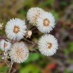 Erigeron acrisFlor