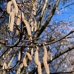 Corylus avellana Annet