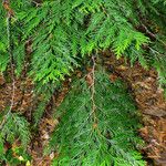 Thuja plicata Fuelha