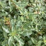 Amaranthus blitoides Folla
