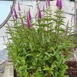 Veronica spicata Habitus