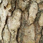 Pinus echinata Bark