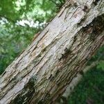 Acer triflorum Bark