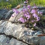 Penstemon davidsonii Flor