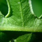 Pteris linearis Leaf