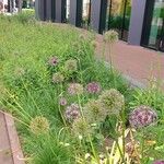 Allium nigrum ശീലം