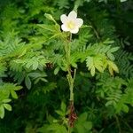 Hibiscus lobatus Flor