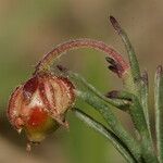 Fumana ericifolia Flower