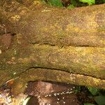 Peschiera arborea പുറംതൊലി