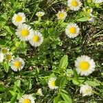 Erigeron annuusFlower