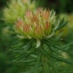 Rhodiola wallichiana Flower