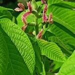 Juglans mandshurica Flor