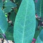 Cestrum elegans Feuille