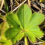 Alchemilla glabra Liść