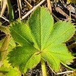 Alchemilla glabra Folla