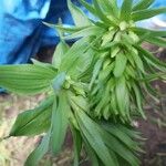 Epipactis helleborine Leaf