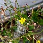 Lactuca muralis Flower