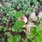 Drymaria cordata Leaf