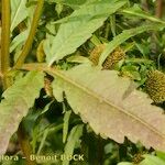 Bidens radiata Otro