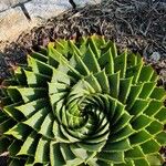 Aloe polyphylla Habit