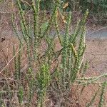 Euphorbia neriifolia Hábito