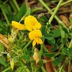 Medicago falcata Blüte