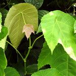 Macaranga triloba Leaf