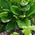 Primula × polyantha Blad