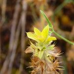 Sideritis montana Frukt