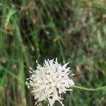 Cephalaria leucantha花