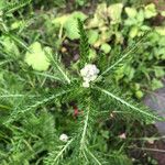 Achillea millefoliumपत्ता