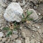 Helianthemum ledifolium Leaf