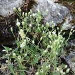 Arenaria ligericina Habit