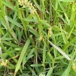 Paspalum distichum पत्ता