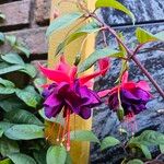 Fuchsia × standishii J.HarrisonFlor