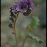 Phacelia distans Flower