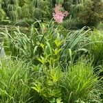 Filipendula rubra Folha