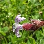 Silene pendula Flor