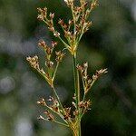 Juncus acutiflorus